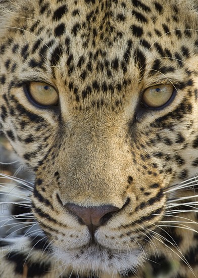 Close up of Leopard, Greater Kruger National Park, South Africa. Date : 2007