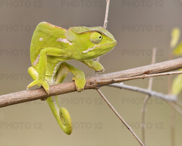 Chameleon on branch, Greater Kruger National Park, South Africa. Date : 2007