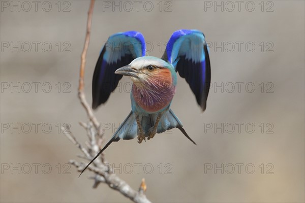 Lilac-Breasted Roller in flight, Greater Kruger National Park, South Africa. Date : 2007