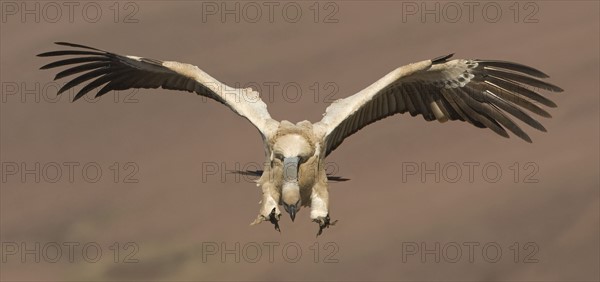 Cape Griffon vulture, Drakensberg Mountain Range, South Africa . Date : 2007