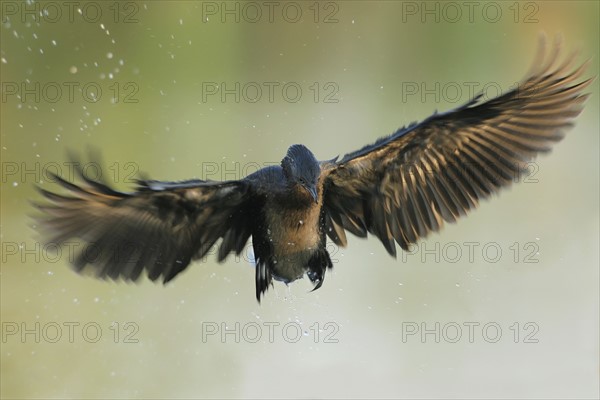 Reed Cormorant in flight, Marievale Bird Sanctuary, South Africa. Date : 2007