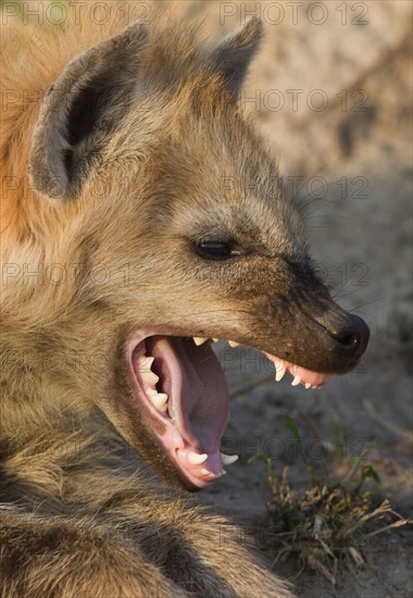 Close up of Spotted Hyaena, Greater Kruger National Park, South Africa. Date : 2007