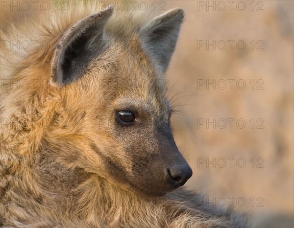 Close up of Spotted Hyaena, Greater Kruger National Park, South Africa. Date : 2007