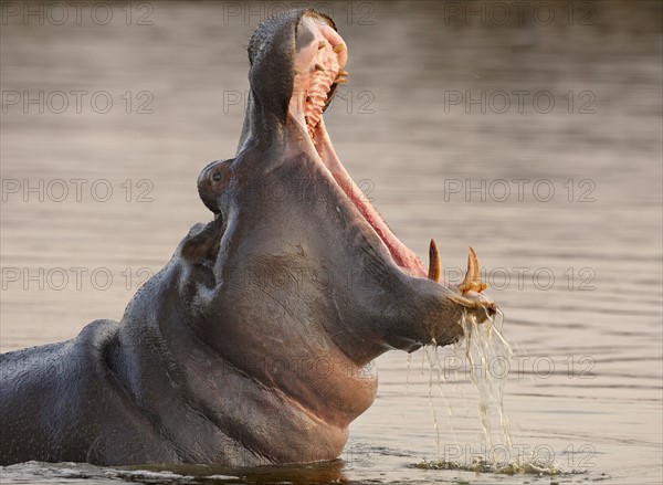 Hippopotamus in water, Greater Kruger National Park, South Africa. Date : 2007