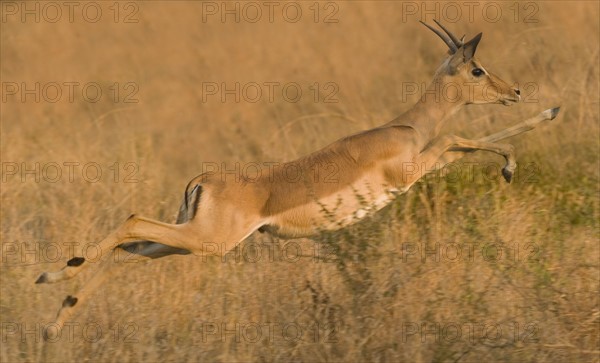 Impala jumping, Greater Kruger National Park, South Africa . Date : 2007
