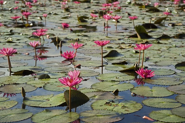 Lilies at ancient Temple Angkor Wat Cambodia Khmer. Date : 2006