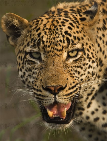 Close up of Leopard, Greater Kruger National Park, South Africa. Date : 2007