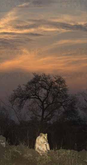 Lion laying on ground, Greater Kruger National Park, South Africa . Date : 2007