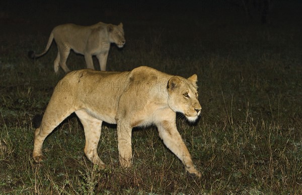 Lions walking at night, Greater Kruger National Park, South Africa . Date : 2007