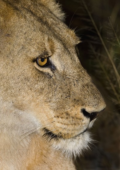 Close up of lion, Greater Kruger National Park, South Africa . Date : 2007