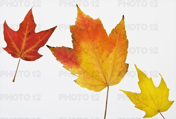 Close up of autumn leaves.