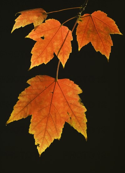 Close up of autumn leaves on branch.