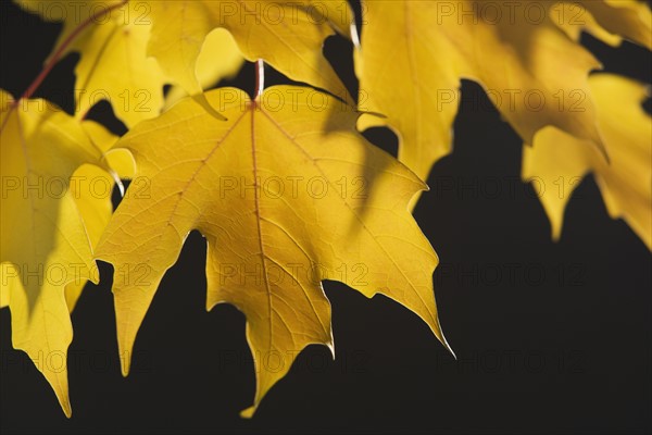 Close up of autumn leaves on branch.