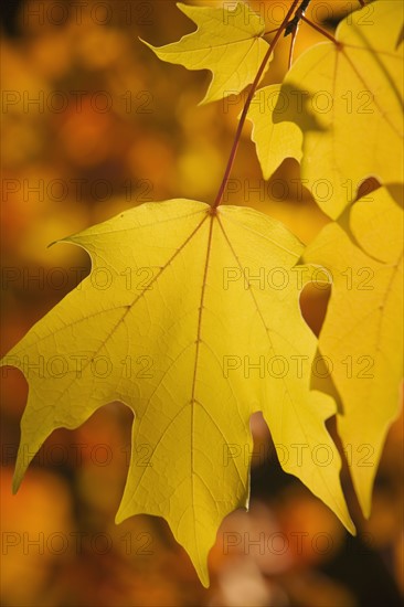 Close up of autumn leaves on branch.