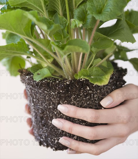 Woman holding plant.