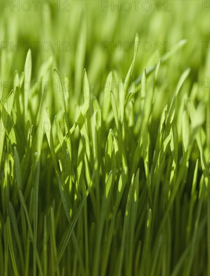 Close up of grass.