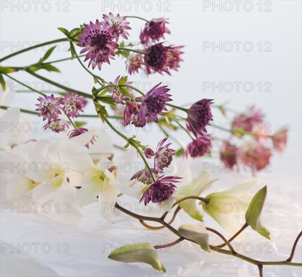 Close up of flowers.