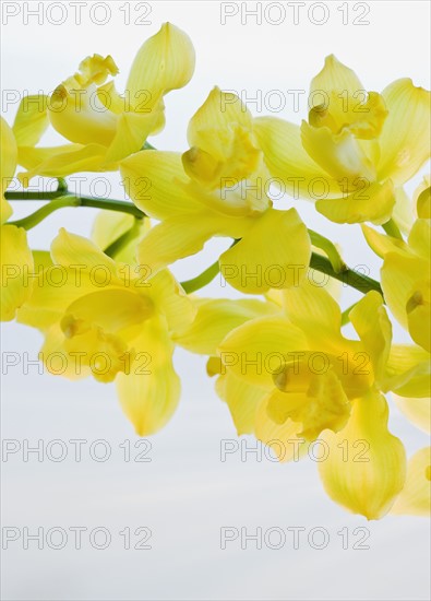 Close up of freesia.