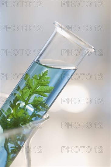 Plant and liquid in vial.