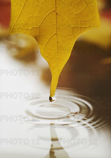 Wet leaf dripping into water.