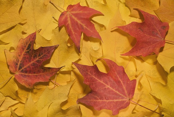 Close up of autumn leaves.