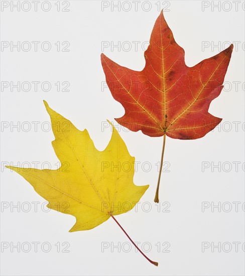 Close up of autumn leaves.