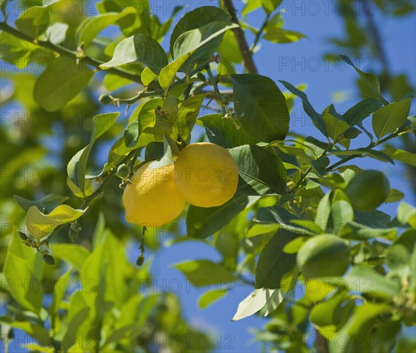 Close up of lemons on tree.