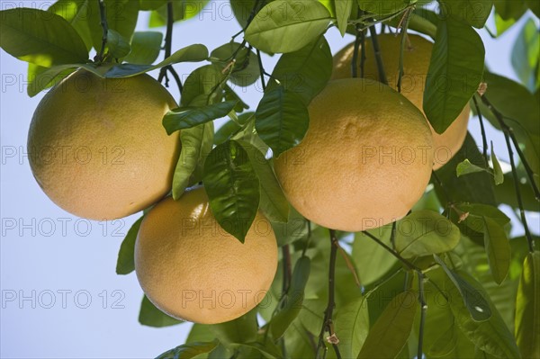 Close up of grapefruit on tree.