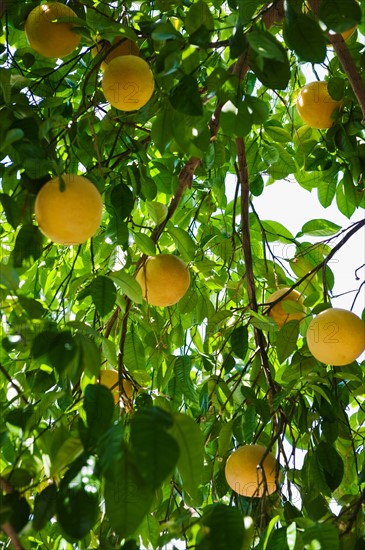 Close up of grapefruit on tree.