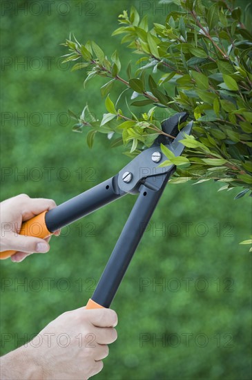 Man pruning bush.