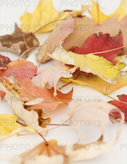 Close up of autumn leaves. Date : 2008