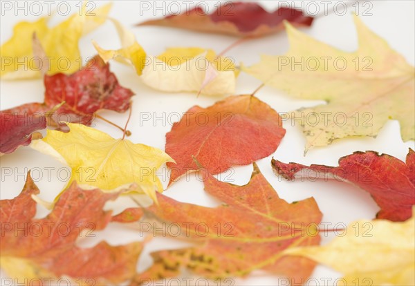 Close up of autumn leaves. Date : 2008