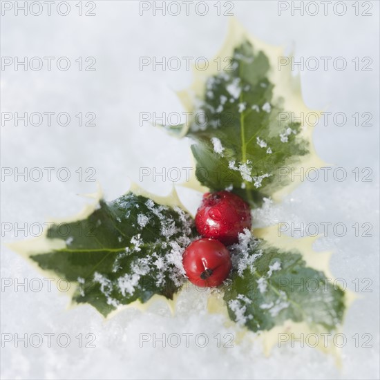 Close up of holly in snow. Date : 2008