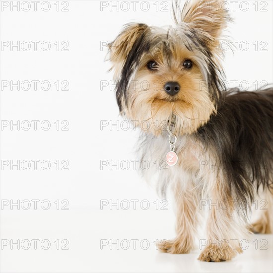 Portrait of Yorkshire terrier. Date : 2008