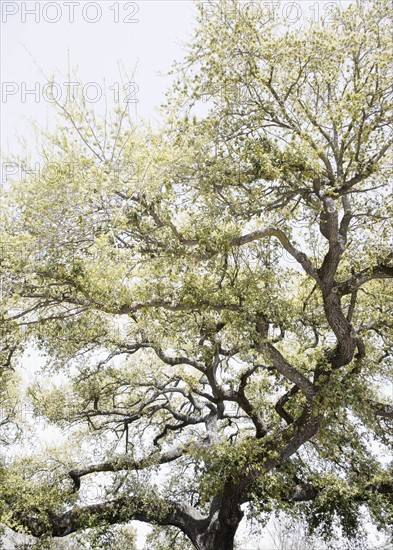 Oak tree with Spanish Moss, New Orleans, Louisiana, United States. Date : 2008