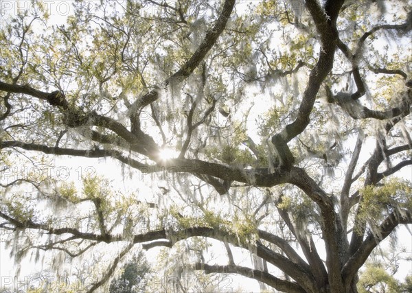 Oak tree with Spanish Moss, New Orleans, Louisiana, United States. Date : 2008