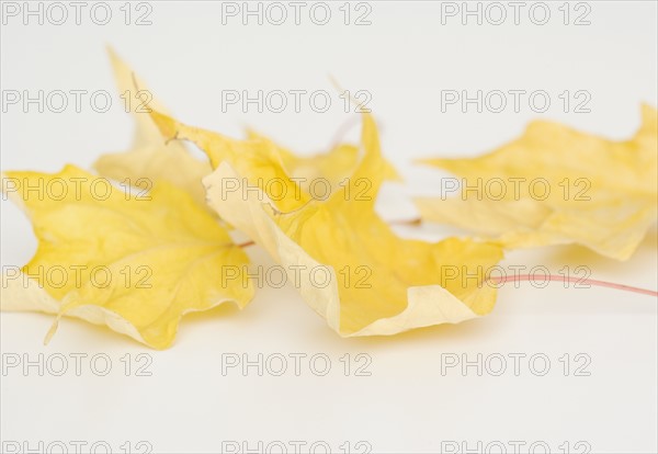 Close up of autumn leaves. Date : 2008