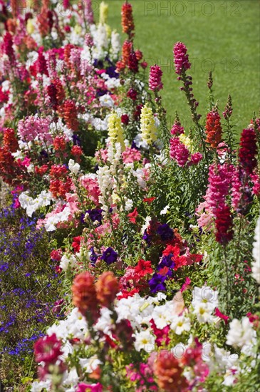 Assorted flowers in garden.