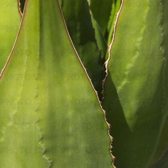 Close up of agave cactus plant.