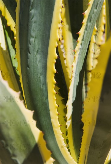 Close up of agave cactus plant.