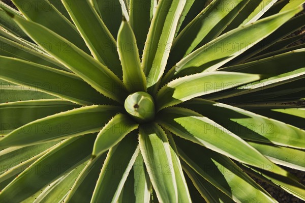 Close up of agave cactus plant.