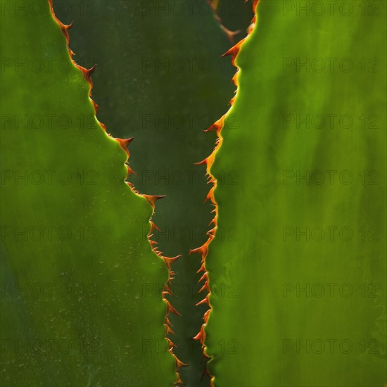 Close up of agave cactus plant.