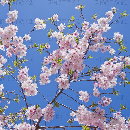 Close up of cherry blossoms.