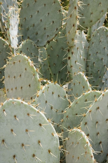 Close up of cactus. Date : 2008