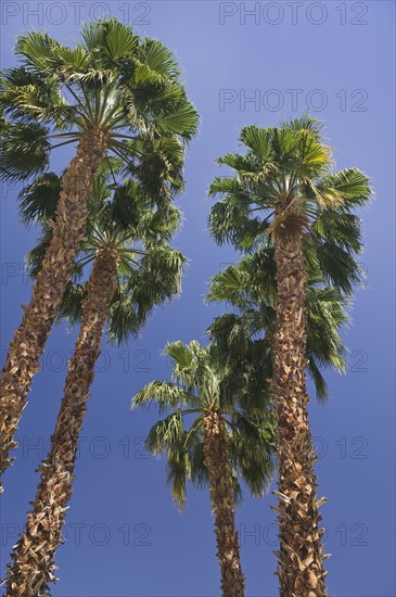 Low angle view of palm trees.