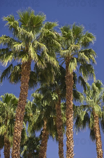 Low angle view of palm trees.