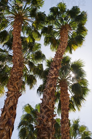 Low angle view of palm trees.