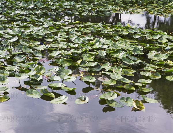 Close up of leaves in water. Date : 2008