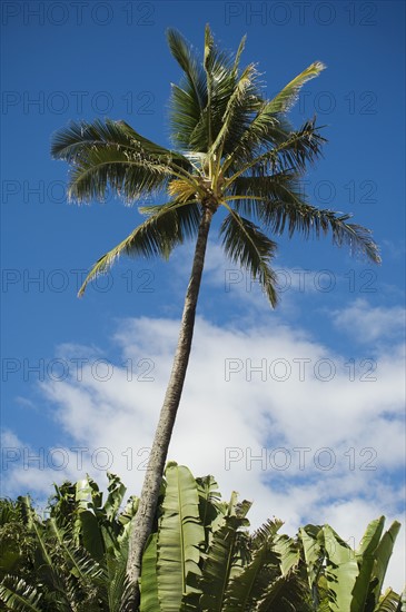 Low angle view of palm tree. Date : 2008