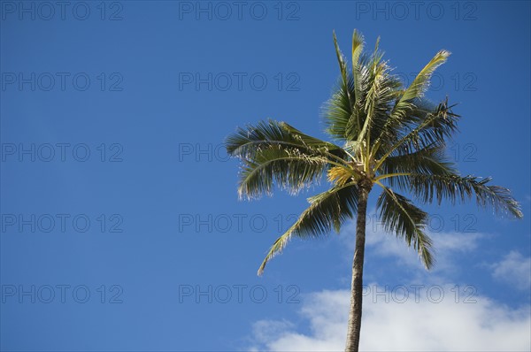 Low angle view of palm tree. Date : 2008